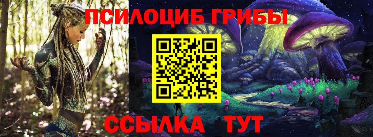 Фрязино  наркота  Вход с VPN  Псилоцибиновые грибы Psilocybine cubensis 